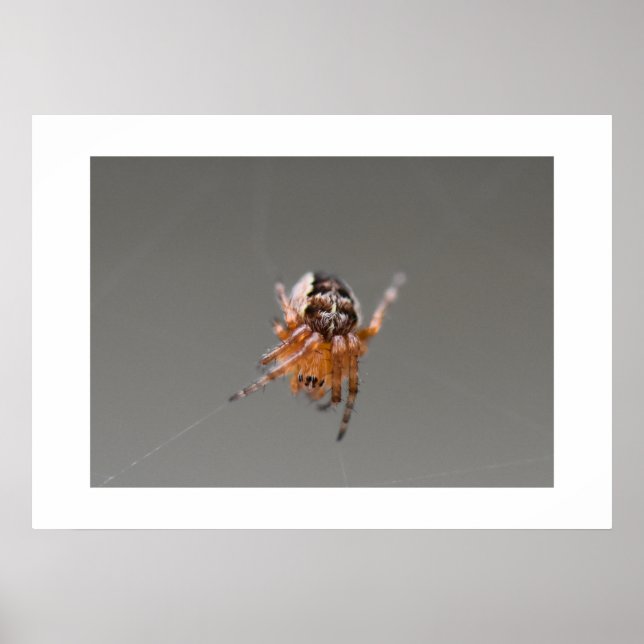 Poster Pequena Aranha Laranja Fofa  (Frente)
