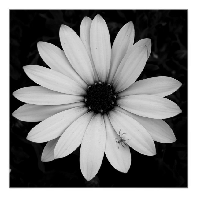 Pôster Pequena aranha preta e branca em flor (Frente)