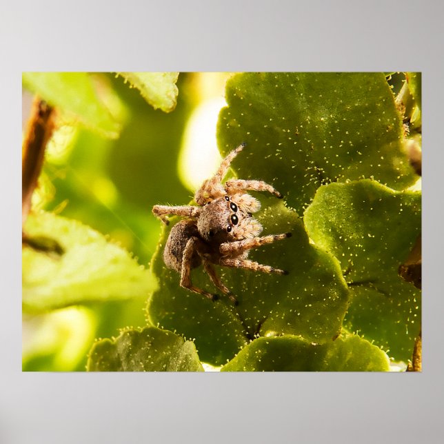 Poster Pequena aranha salpicante (Frente)