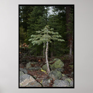 Pôster Pequena Árvore