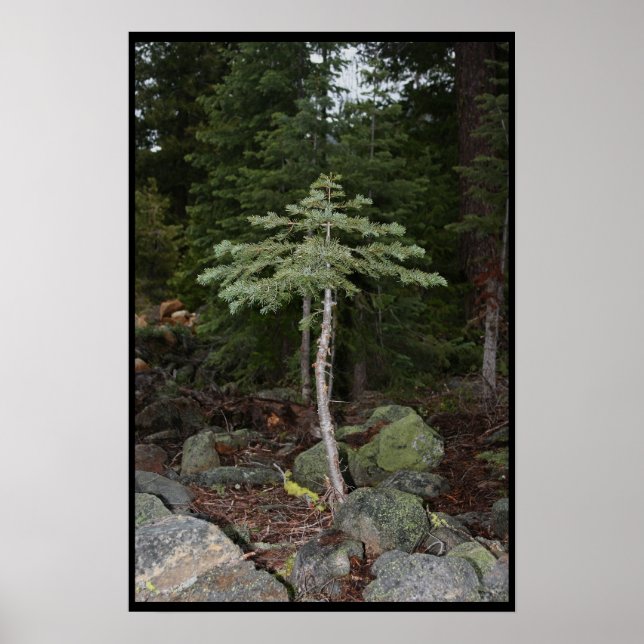 Pôster Pequena Árvore (Frente)