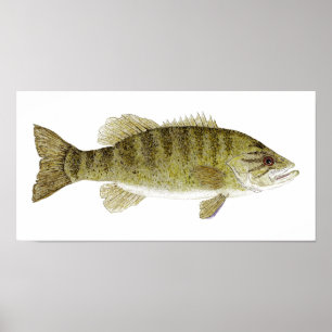Poster Pequena Bass Watercolor