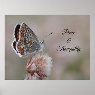 Poster Pequena Borboleta Azul