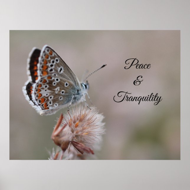 Poster Pequena Borboleta Azul (Frente)