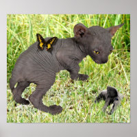 pequena cinza sphynx kitten vê um elefante