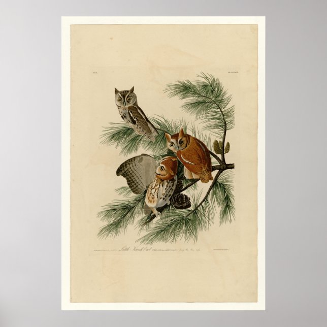 Poster Pequena Coruja (Frente)