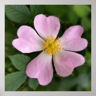 Poster pequena flor rosa
