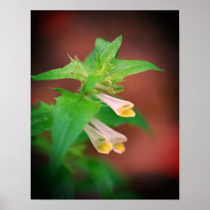 Poster Pequena Flor Silvestre Branca da Floresta em Close