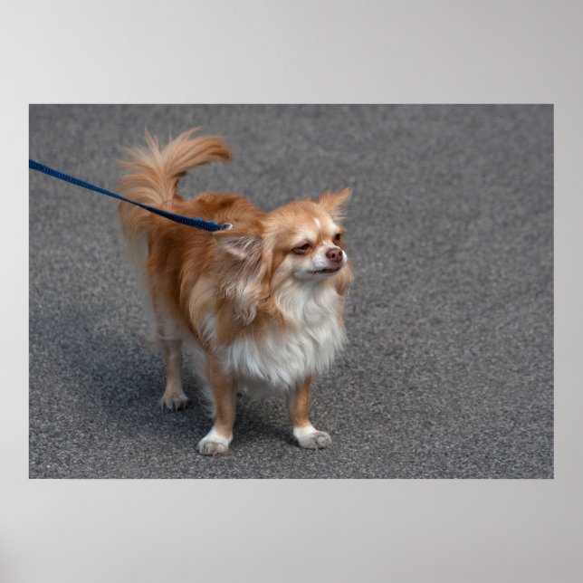 Pôster Pequena Ruiva (Frente)