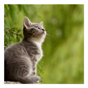 Pôster Pequenas Cinzas e camponeses brancos até o céu