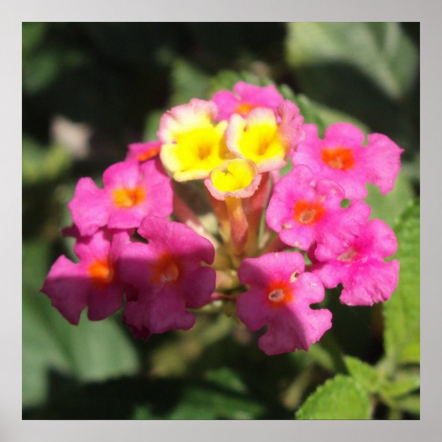 Pôster Pequenas Flores (Frente)