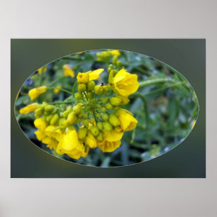 Poster Pequenas flores amarelas