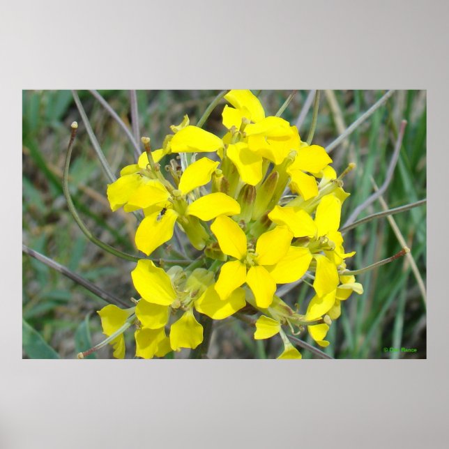 Poster Pequenas Flores Selvagens Amarelas F14 (Frente)
