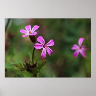 Poster Pequenas flores silvestres rosa de Herb Robert