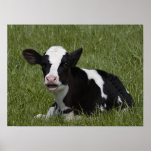 Poster Pequeno Calf