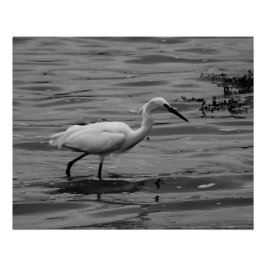 Pôster Pequeno Egret Poster