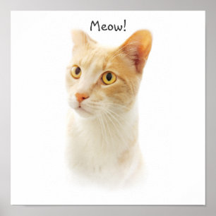 Poster Pequeno Gato Loiro Maravilhoso