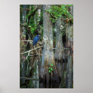 Pôster Pequeno Herão Azul em Cypress Swamp
