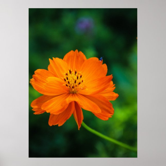 Poster Pequeno Inseto Azul (Frente)