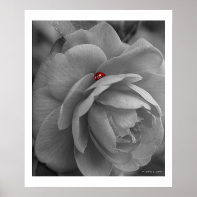 Pôster Pequeno Inseto sobre uma Flor (Frente)