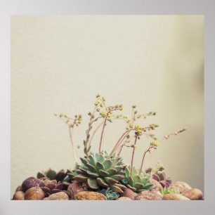 POSTER PEQUENO JARDIM SUCCULTOR