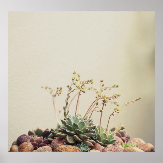 POSTER PEQUENO JARDIM SUCCULTOR (Frente)