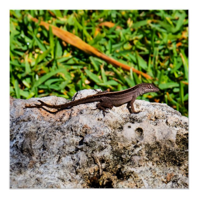Pôster Pequeno Lagarto À Luz Do Sol (Frente)