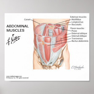 Poster pequeno - Músculos abdominais do Netter