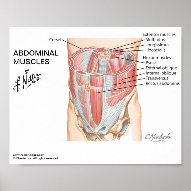 Poster pequeno - Músculos abdominais do Netter (Frente)