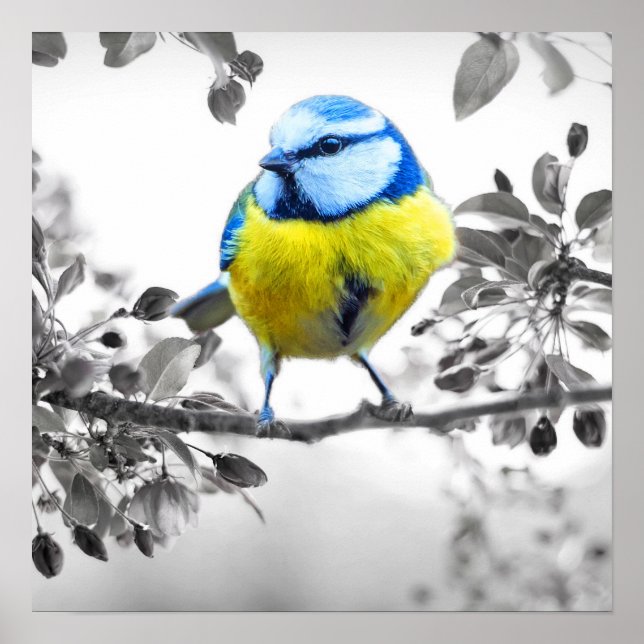 Poster Pequeno Pássaro Preto e Branco (Frente)