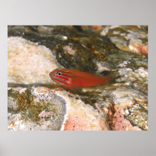 Poster Pequeno Peixe Vermelho