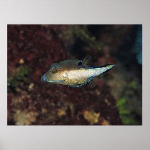 Poster Pequeno Puffer