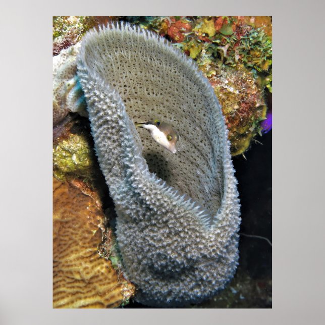 Poster Pequeno Puffer em Coral (Frente)