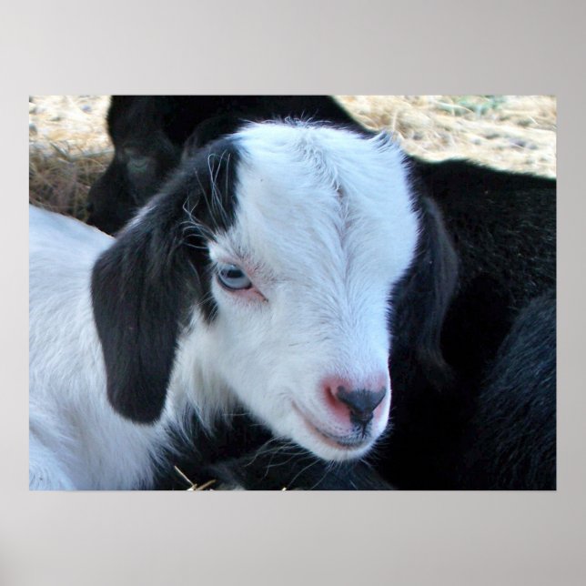 Pôster Pequeno rosto infantil (Frente)