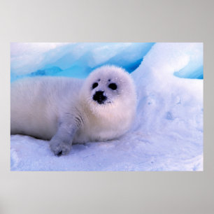 Poster Pequeno Selo de Harp Coberto em Flocos de Neve