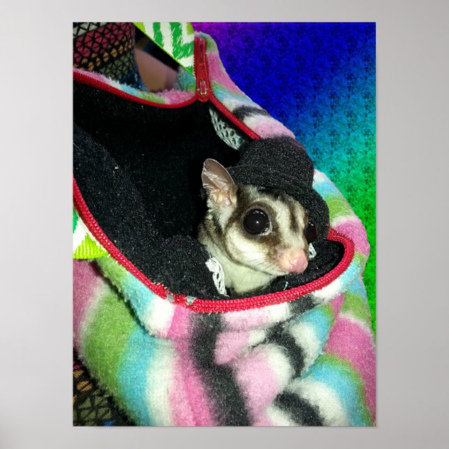 Pôster Pequeno Sugar Glider Usando um Chapéu (Frente)