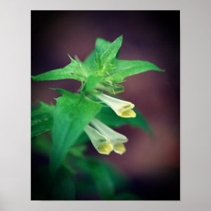 Poster Pequeno Vinho Branco Fechar 2 