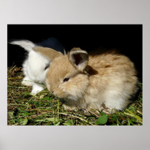 Poster Pequenos coelhos fofos bonitos