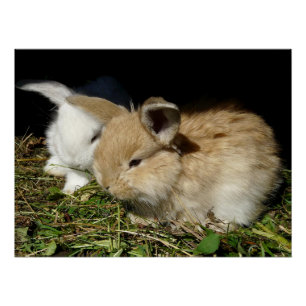 Pôster Pequenos coelhos fofos bonitos