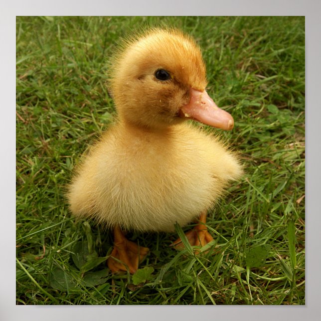 Poster pequenos pássaros engraçados (Frente)