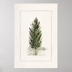 Poster Pera Árvore (Pyrus communis) Pintura por Aquarela