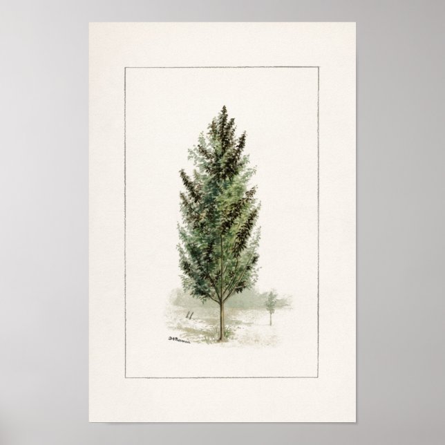 Poster Pera Árvore (Pyrus communis) Pintura por Aquarela (Frente)