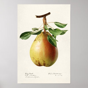Poster Pera (Pyrus Communis) Fruta Moleração de Aquarelas