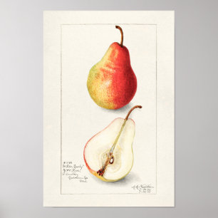 Poster Pera (Pyrus Communis) Fruta Moleração de Aquarelas