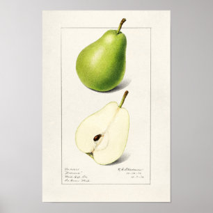 Poster Pera (Pyrus Communis) Fruta Moleração de Aquarelas