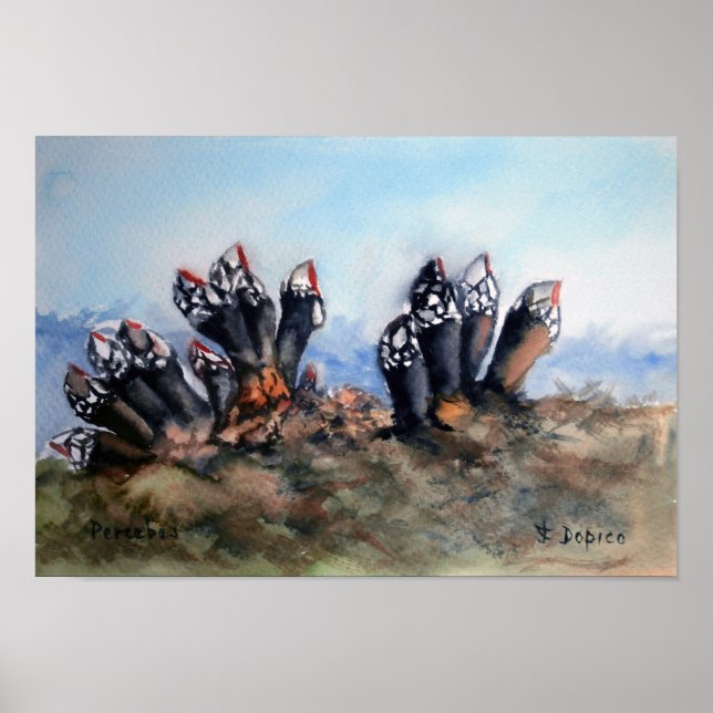 Pôster Percebes/Barnáculos (Frente)