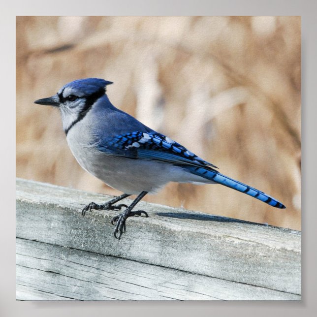 Poster Perch Blue Jay (Frente)