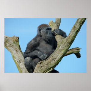 Poster Perch da Árvore Tranquila de Gorila