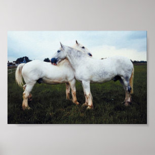 Pôster Percherons Cultivando Um Ao Outro