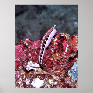 Poster Perching Blenny